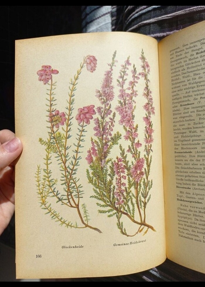 Vintage botanik kitabı almanca antika - Görsel 2
