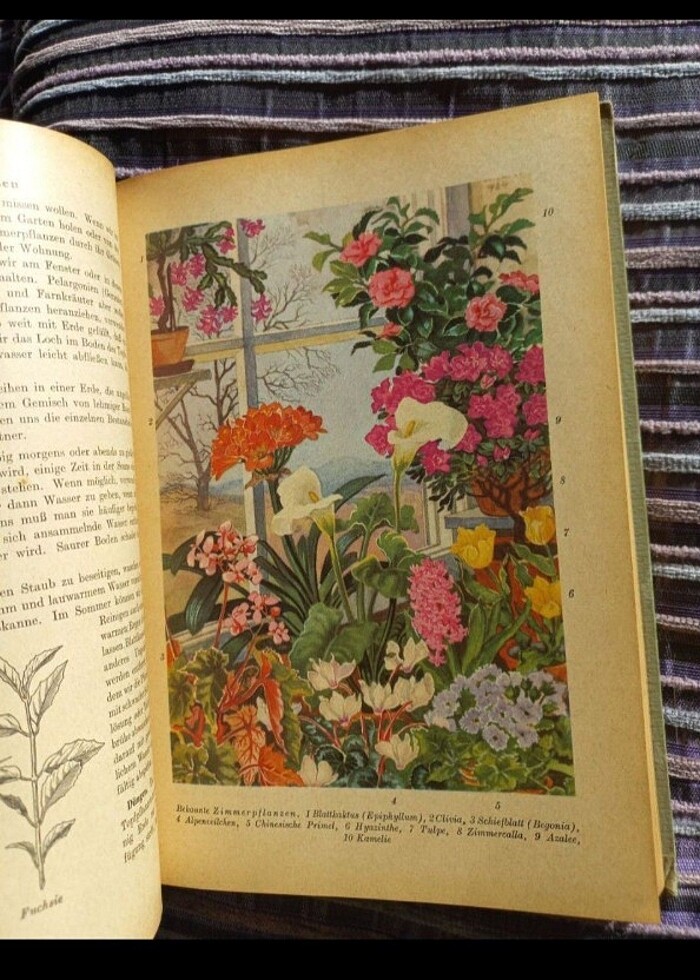 Vintage botanik kitabı almanca antika - Görsel 3