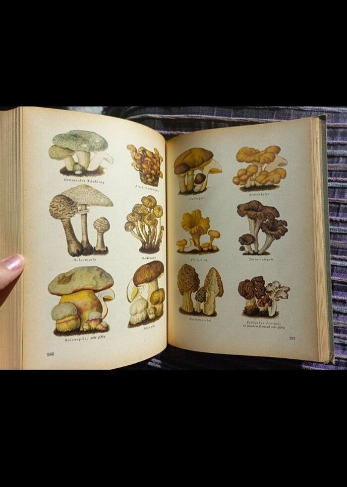 Vintage botanik kitabı almanca antika - Görsel 4