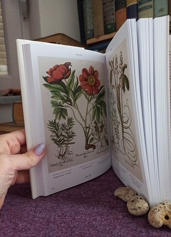 TASCHEN Botanik kitabı ingilizce - Görsel 3