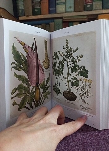 TASCHEN Botanik kitabı ingilizce - Görsel 7