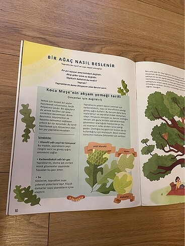 Ağaçların Gizli Yaşamı - Görsel 4