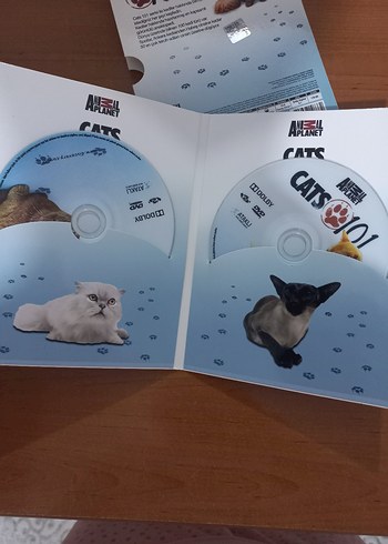 Animal Planet Cats 101 4 DVD Seti - Görsel 4