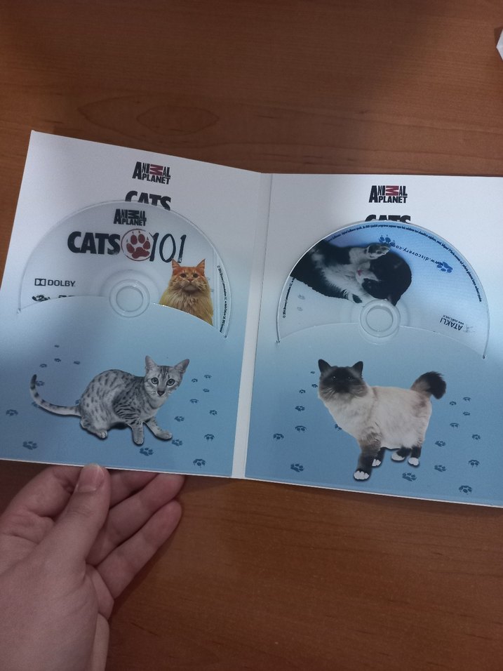 Animal Planet Cats 101 4 DVD Seti - Görsel 3