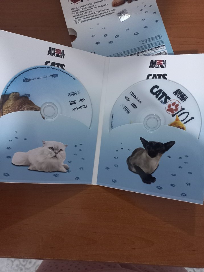 Animal Planet Cats 101 4 DVD Seti - Görsel 4