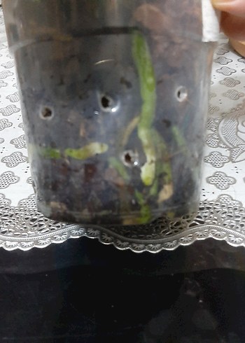  Beden beyaz mor benekli phall orkide