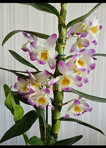 Dendrebium ithal kokulu orkide