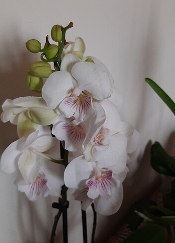 Phal beyaz orkide