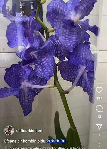 Vanda orkide