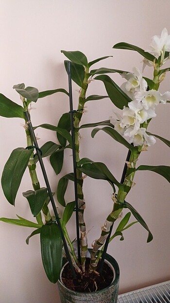 Bambu orkide 