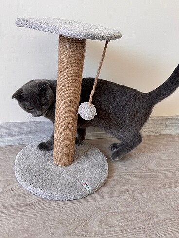 Kedi Oyuncağı Kedi Tırmalama Oyuncağı - Görsel 5