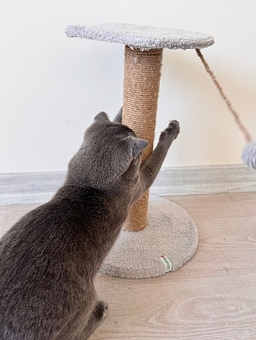 Kedi Oyuncağı Kedi Tırmalama Oyuncağı - Görsel 7