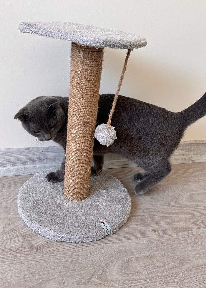 Kedi Oyuncağı Kedi Tırmalama Oyuncağı - Görsel 5