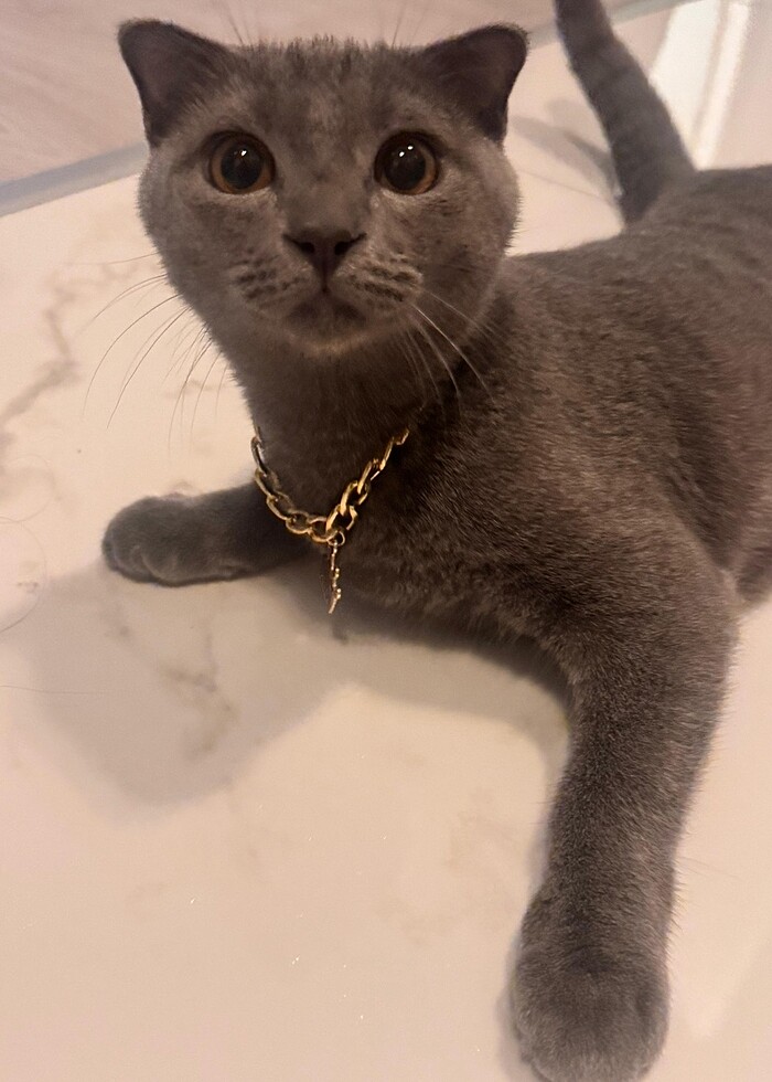 Kedi Köpek Tasması Kolyesi Gold Zincir - Görsel 3