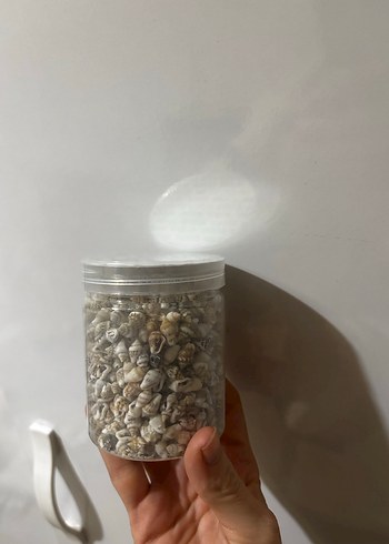 Mini Deniz Kabuğu 1000 Adet - Görsel 2