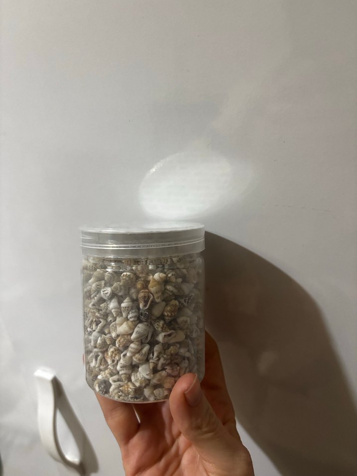 Mini Deniz Kabuğu 1000 Adet - Görsel 2