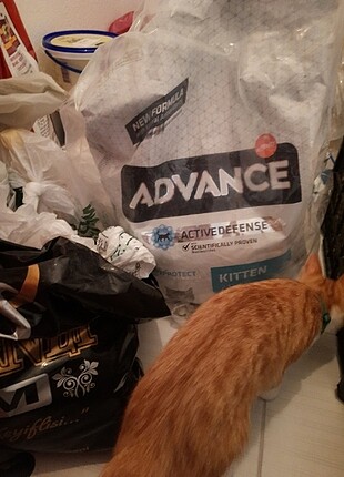 ADVANCE YAVRU KEDİ MAMASI