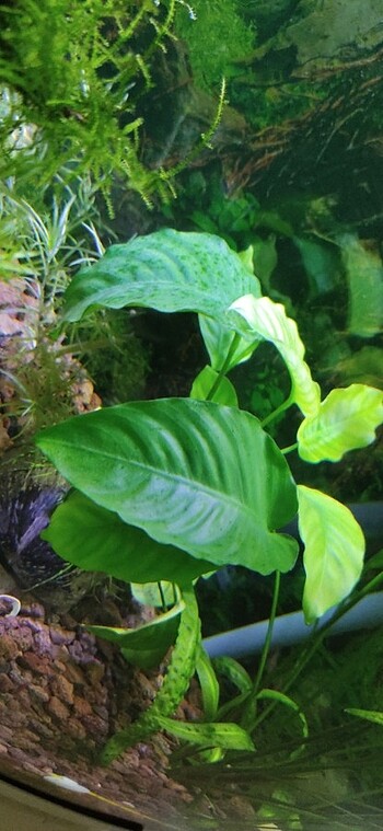 Dev Anubias bitkisi