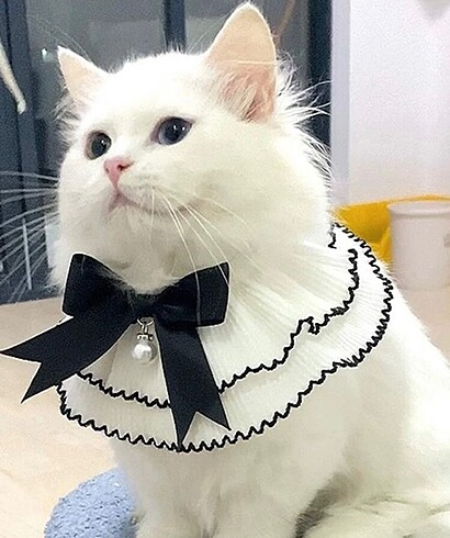 Kedi papyon