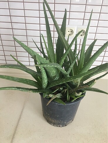 Diğer Aloevera Çiçek