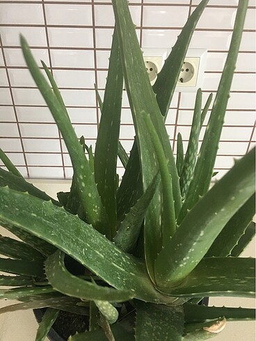  Beden yeşil Renk Aloevera Çiçek