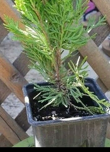 ÇİT MAZI 