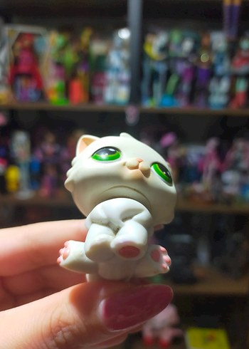 Beden lps miniş persian kedi