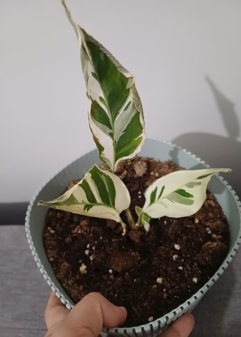 calathea white fusion dua çiçeği