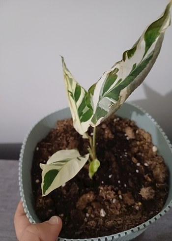Çiçek calathea white fusion dua çiçeği