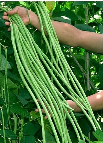 Ata tohumu - Görsel 2