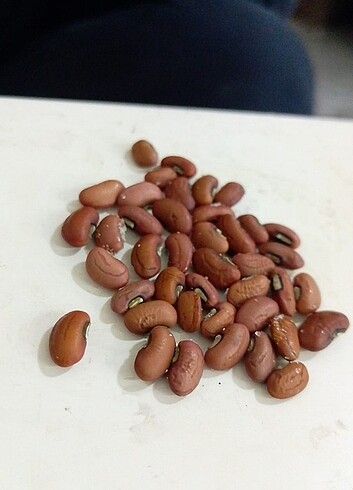 Ata tohumu - Görsel 3