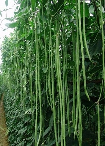 Ata tohumu - Görsel 4