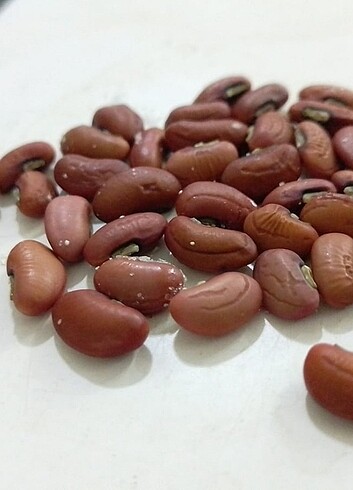 Ata tohumu - Görsel 5