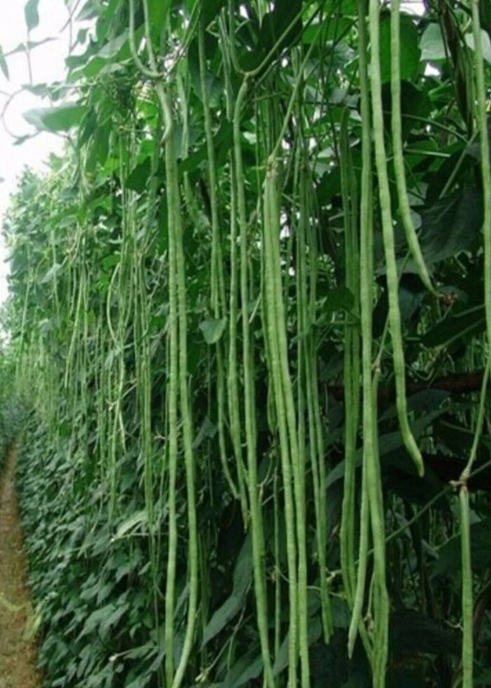 Ata tohumu  - Görsel 4