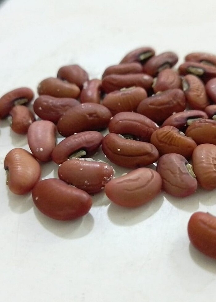 Ata tohumu  - Görsel 5