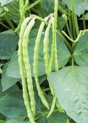 Ata tohumu  - Görsel 2