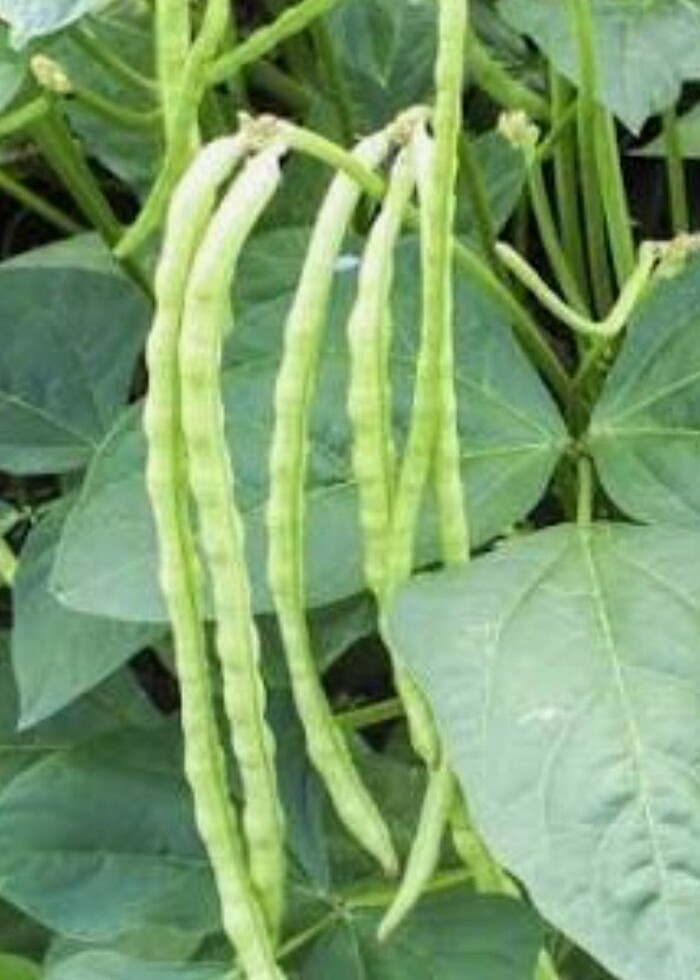 Ata tohumu  - Görsel 2