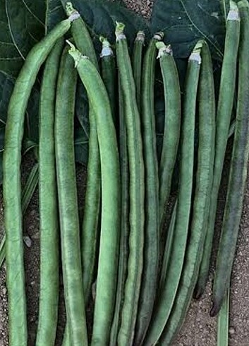 Ata tohumu  - Görsel 2