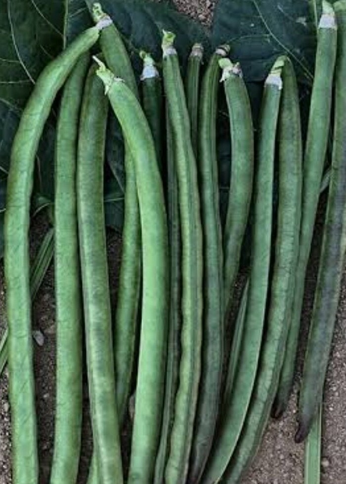 Ata tohumu  - Görsel 2