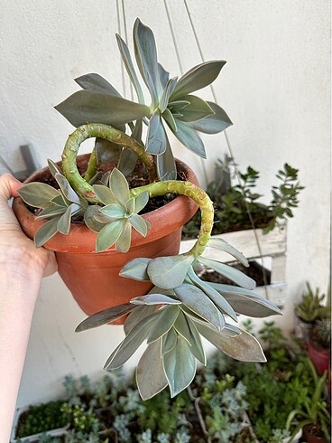 Büyük sukulent - Görsel 3