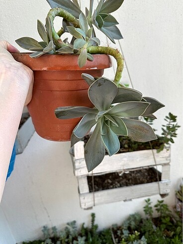 Büyük sukulent - Görsel 4