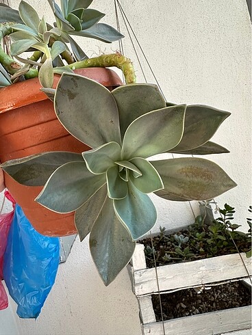 Büyük sukulent - Görsel 2