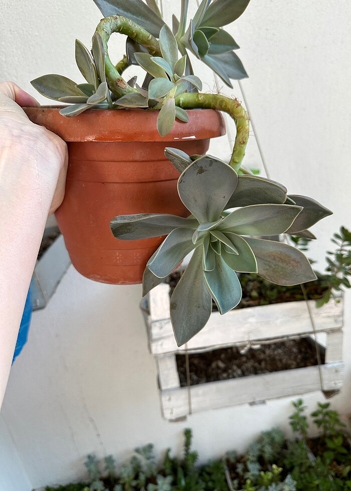 Büyük sukulent - Görsel 4