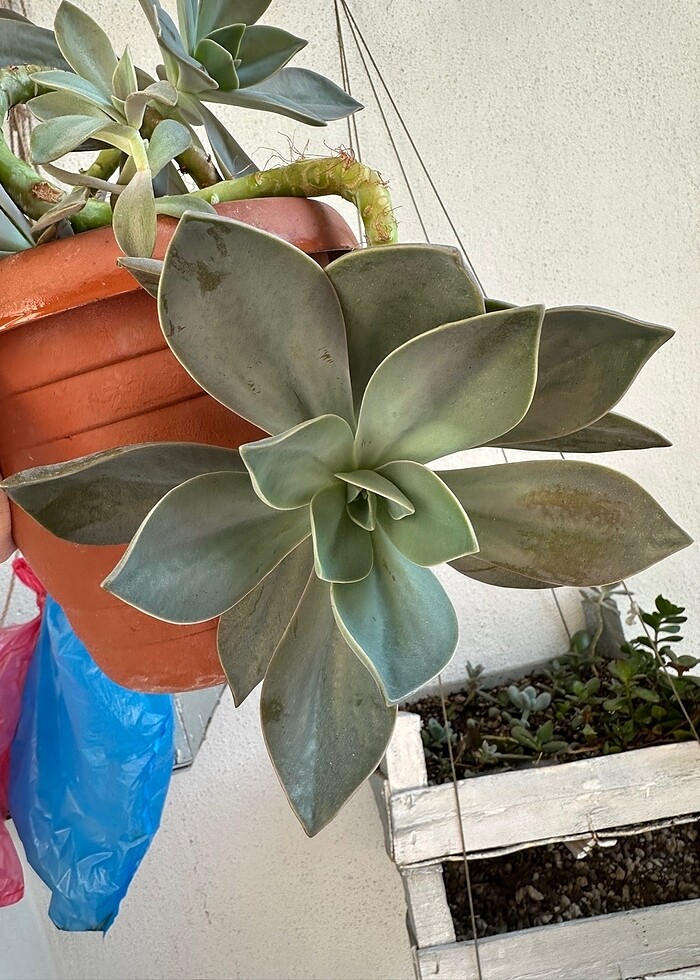 Büyük sukulent - Görsel 2