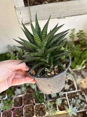 Sukulent - Görsel 4