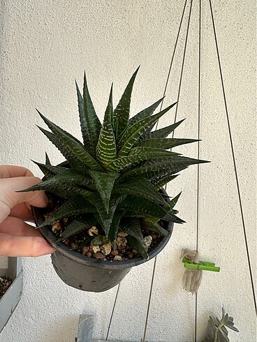 Sukulent - Görsel 2