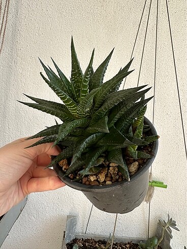 Sukulent - Görsel 3