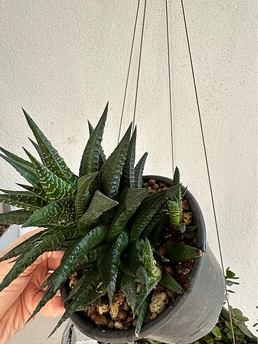 Sukulent - Görsel 6