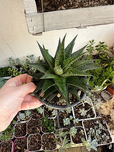 Sukulent - Görsel 5