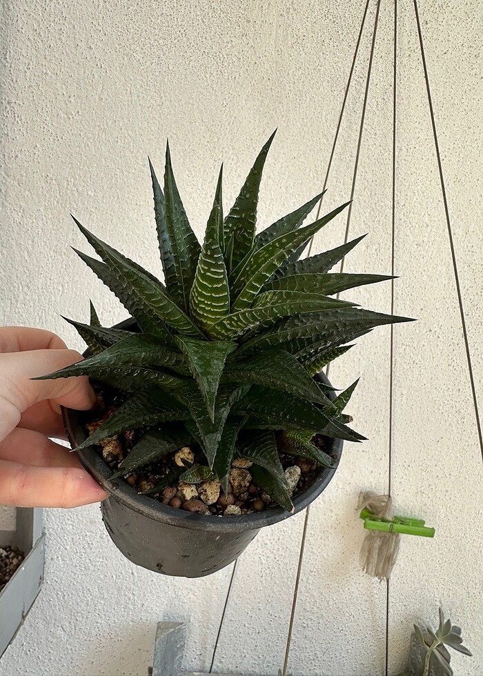 Sukulent - Görsel 2